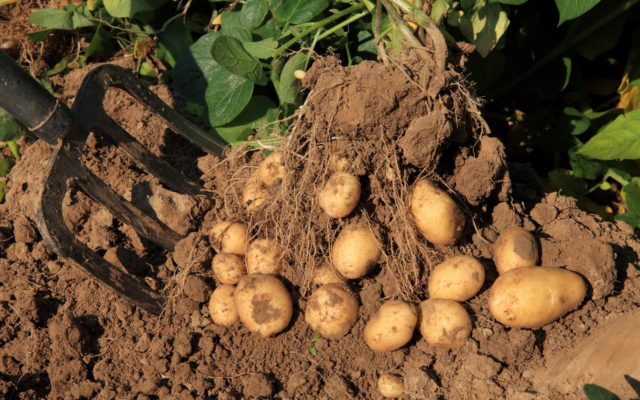 Download: Peka Circulair ondernemen aardappelen riek